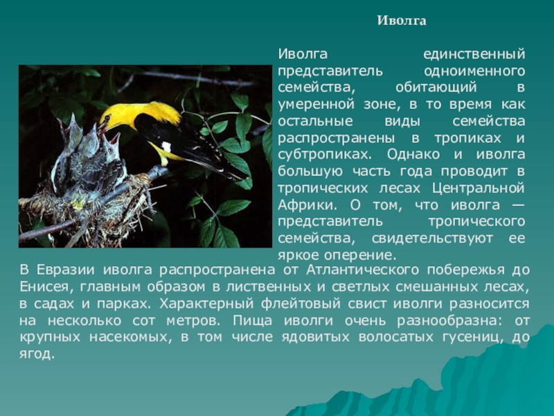 Иволга составить слова. Иволга. Сообщение о Иволге. Иволга информация. Иволга доклад 4 класс.