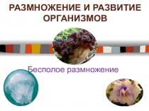 Презентация по биологии на тему: Бесполое размножение