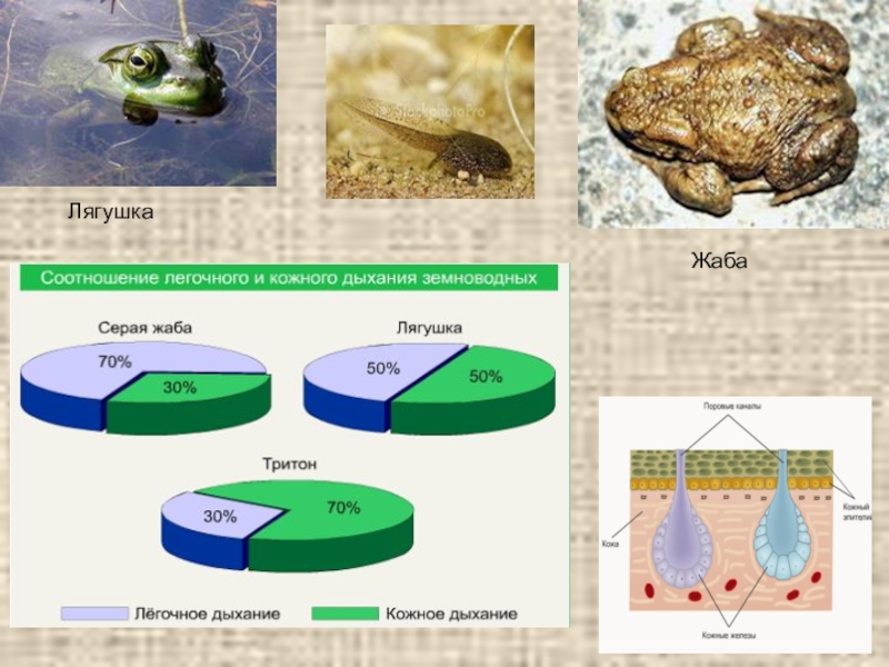 У земноводных кожно легочное дыхание