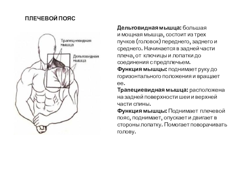 Дельтовидная мышца: большая и мощная мышца, состоит из трех пучков (головок) переднего, заднего и среднего. Начинается в задней части