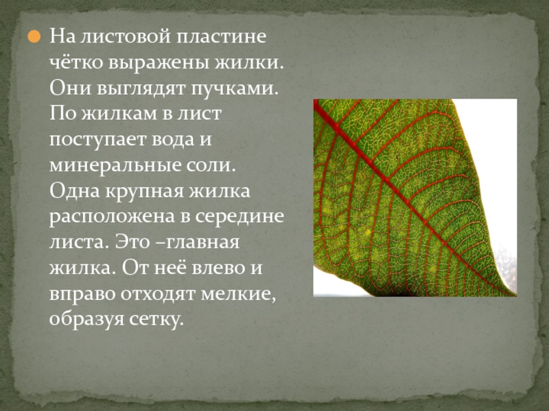 На листовой пластине чётко выражены жилки. Они выглядят пучками. По жилкам в лист поступает вода и минеральные