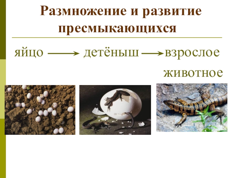 Развитие пресмыкающихся схема