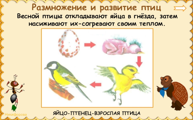 Размножение животных 3 класс окружающий мир презентация. Размножение и развитие птиц. Размножение и развитие животных птицы. Размножение птиц 3 класс. Схема размножения птиц 3 класс.