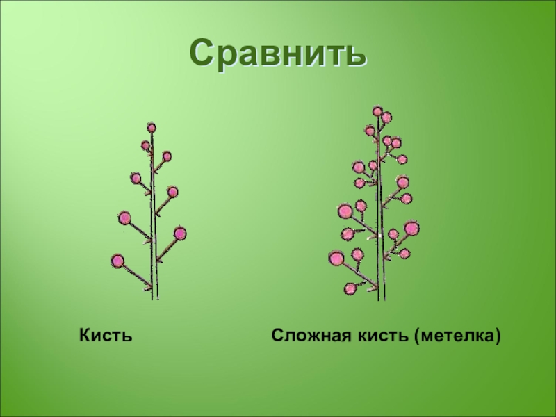 Соцветие кисть картинка