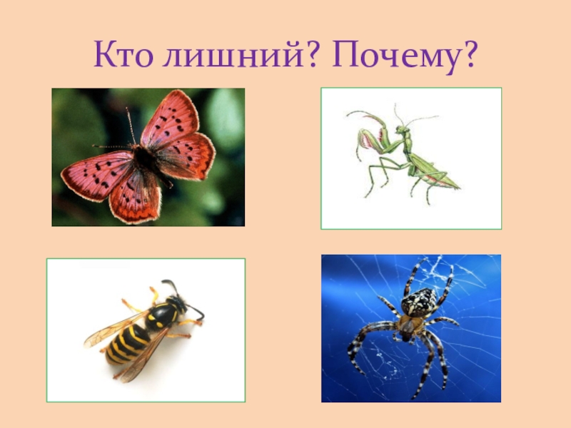 Насекомые 4 класс. 4 Лишний насекомые. Четвертый лишний насекомые для дошкольников. Насекомые Найди лишнее. Четвертый лишний на тему насекомые для дошкольников.