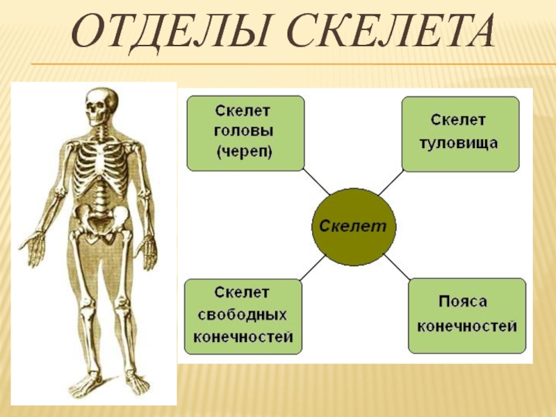 Отдел скелета череп особенности строения функции