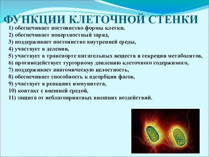 Участвует в делении. Функции клеточной стенки. Клеточная стенка функции в клетке. Что обеспечивает форму клетки. Функции обеспечения клетки.