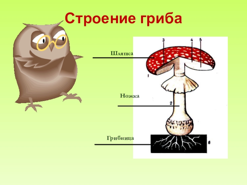 Презентация 3 класс царства. Строение шляпки гриба. Царство грибов 3 класс. Окружающий мир в царстве грибов. Строение гриба ЕГЭ.