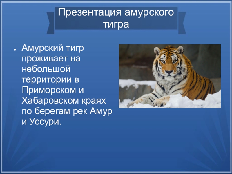 Презентация Презентация по окружающему миру  Амурский тигр