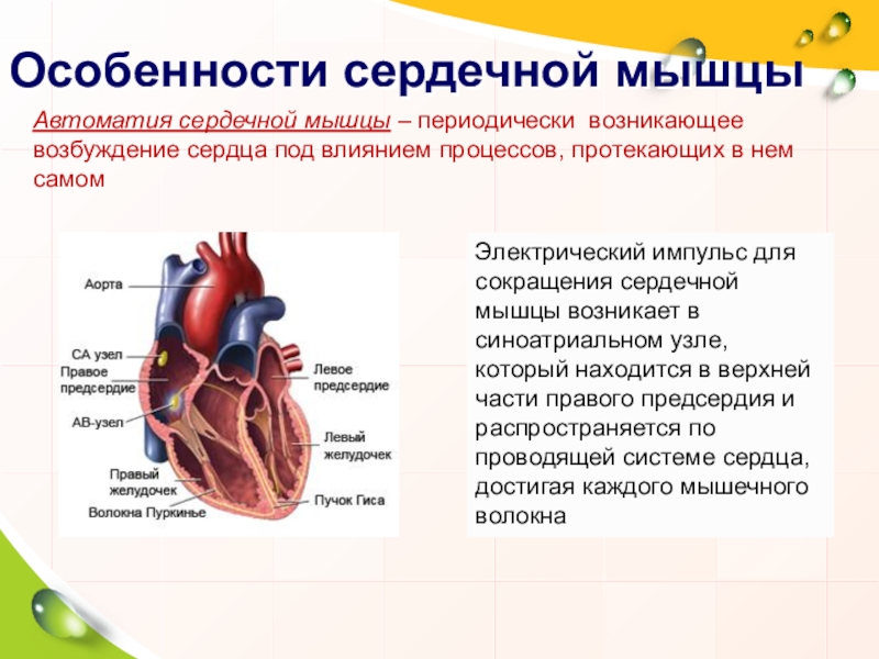 Сердечный способный. Строение сердца особенности сердечной мышцы. Сердечная мышца особенности строения. Особенности строения и основные свойства сердечной мышцы. Строение сердца структуры и функции.