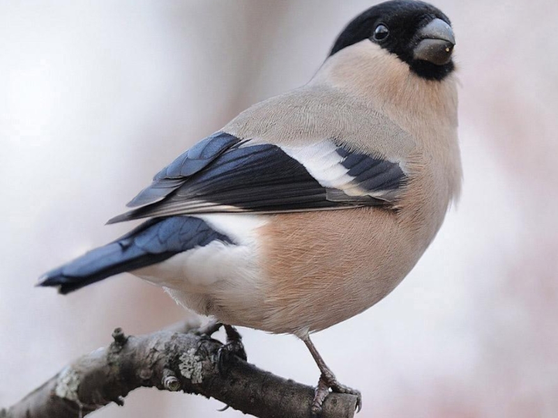 снегирь самка и самец. снегирь самка и самец. снегирь самочка. снегирь обыкновенный самка. красноголовый снегирь.