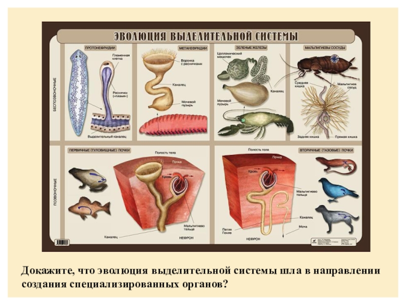 Эволюция выделительной системы у животных презентация
