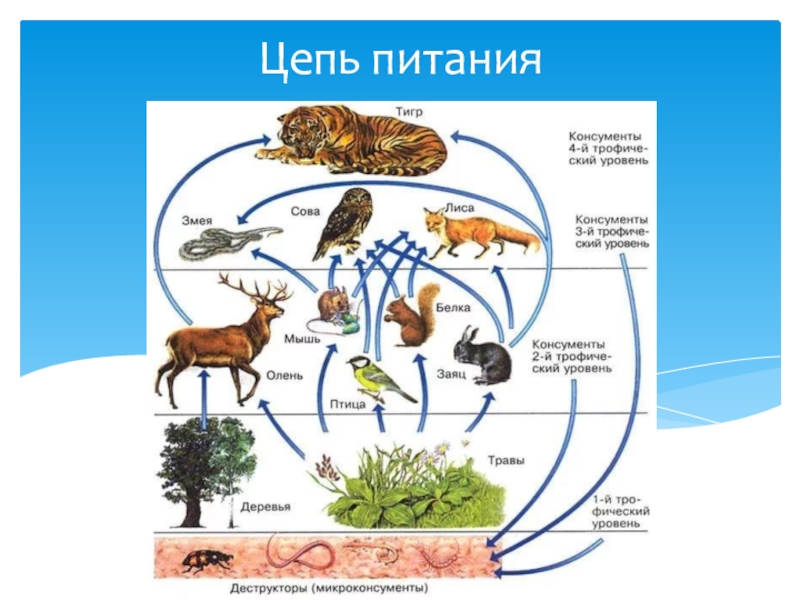 Заяц консумент какого. Цепи питания. Цепочка питания. Цепь питания тигра. Цепь питания с тигром.