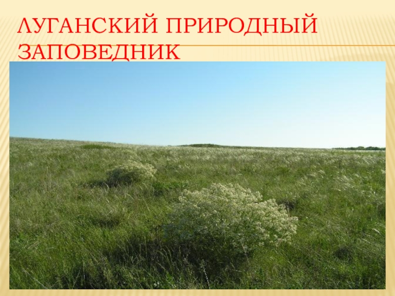 Луганский государственный заповедник. Природно-Заповедный фонд Луганщины. Луганщина доклад.