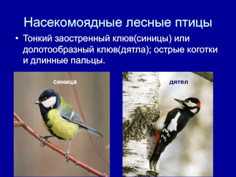 Насекомоядные птицы это. Экологические группы птиц Насекомоядные птицы. Насекомоядные птицы приспособления. Признаки насекомоядных птиц. Клюв насекомоядных птиц.