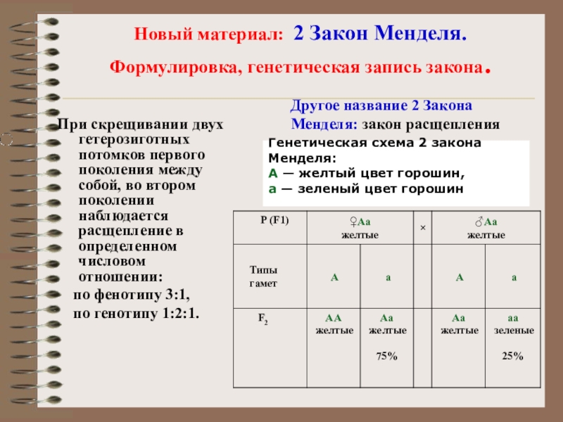 Презентация моногибридное скрещивание первый и второй законы менделя 10 класс