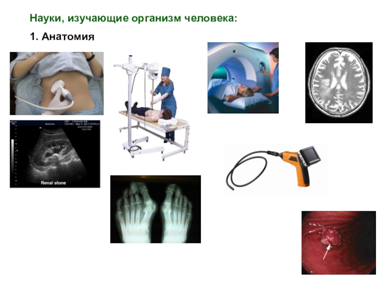 Работу органов человека изучает. Науки изучающие организм человека. Наука изучающая человеческое тело. Науки о человеке здоровье и его охрана. Тело на изучение науки.