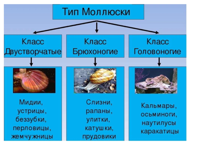 Три примера животных относящихся к моллюскам. Моллюски брюхоногие двустворчатые и головоногие. Тип моллюски 7 класс двустворчатые. Тип моллюски класс двустворчатые 7 класс. Тип моллюски класс брюхоногие, двустворчатые и головоногие.