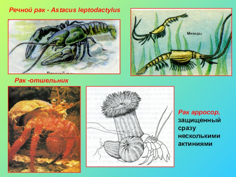 Цепь питания с моллюском. Экологическая пирамида биомассы океана. Цепь питания ракообразных. Цепь питания с моллюском. Цепь питания пресного водоема.
