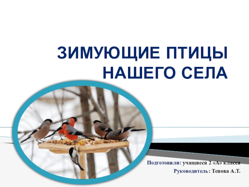 Презентация Презентация проект к уроку окружающий мир на тему Зимующие птицы нашего села