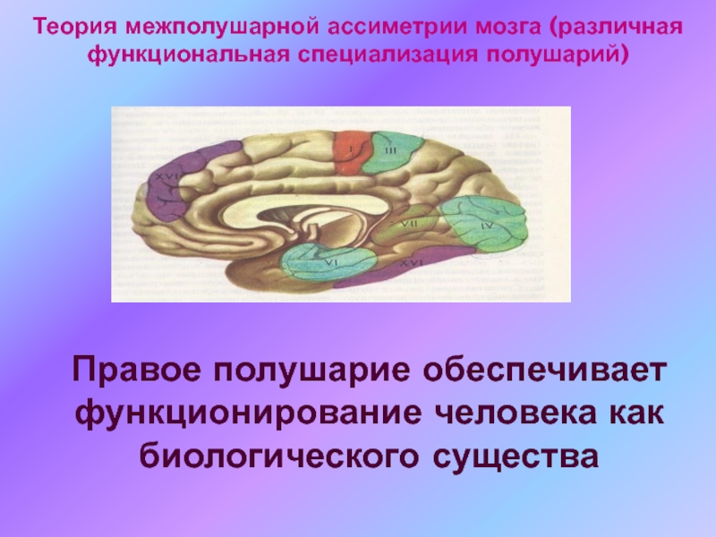 Межполушарное взаимодействие. Функциональная специализация полушарий. Межполушарной специализации,. Теория функциональной ассиметрия. Мозги разных уровней организации.