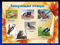 Презентация по окружающему миру  Зимующие птицы
