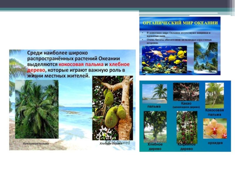 Океания особенности природных ресурсов. Растительный мир Океании. Животные и растения Океании. Растения Океании. Растения на островах Океании.