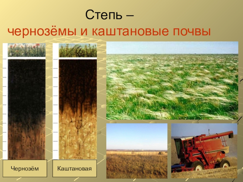 Какой тип почвы в степной зоне. Зона степей России почвы. Почвы лесостепной зоны почвоведение. Почвы в лесостепи чернозем в России. Почвы степей России география 8 класс.