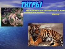 Презентация по окружающему миру на тему:Охрана животных. Тигры