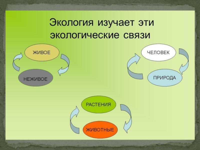 Что изучает экология картинки