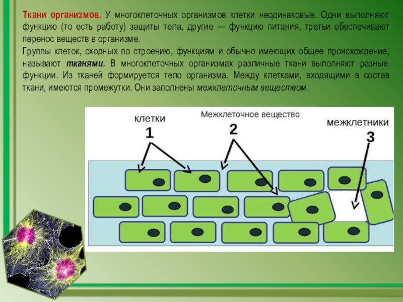 Почему клетки выполняют разные функции. Клетки многоклеточного организма. Взаимодействие соседних клеток. Конструкция многоклеточного тела. Клетка многоклеточного растения.