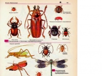 Презентация по биологии Размножение бабочек