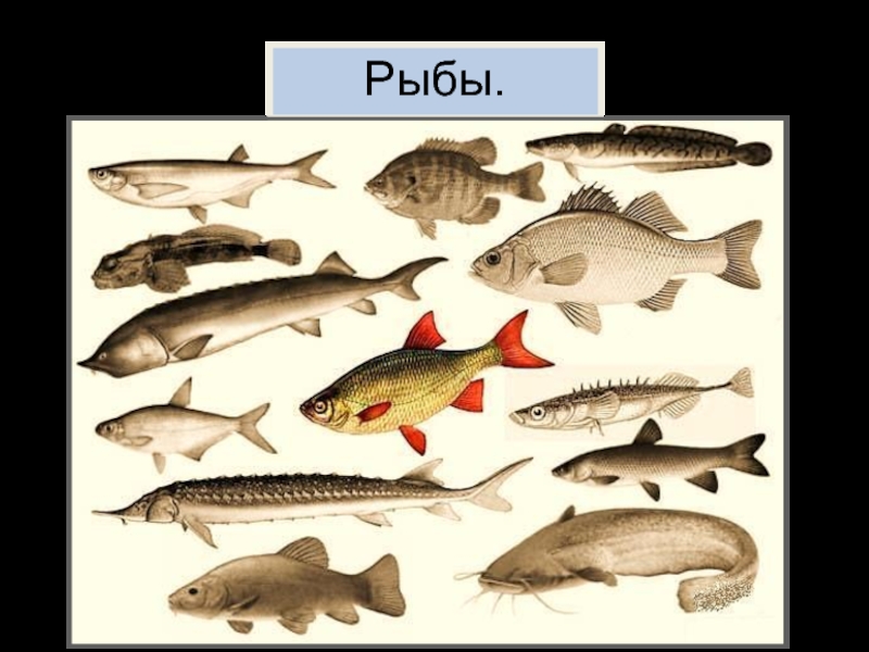 Рыба различие. Отличие рыб. Рыбы животные отличаются от рыб.