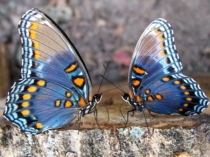 Презентация по окружающему миру Бабочки Урала