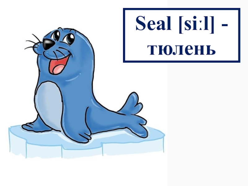 Sealing перевод на русский. Тюлень по английски. Seal карточка английский. Тюлень по-английски с транскрипцией. Морской котик по англ.