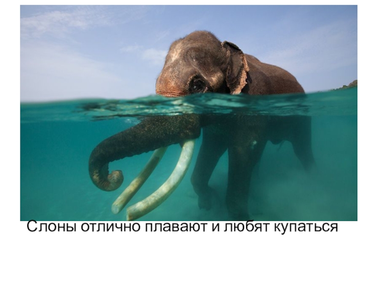 Elephant swim