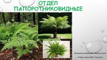 Презентация по биологии на тему Отдел Папоротниковидные (7 класс)