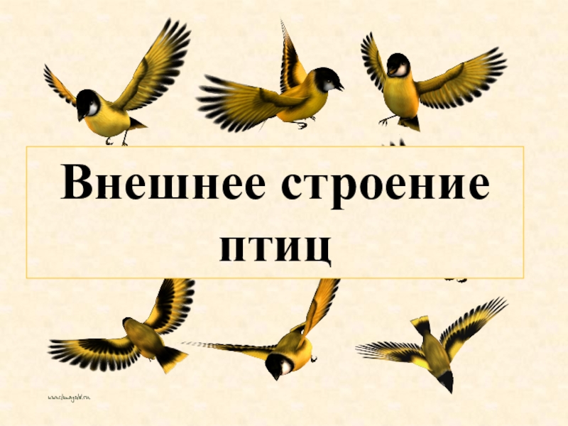 Класс птицы внешнее строение презентация 7 класс