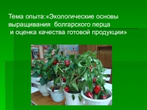 Экологические основы выращивания болгарского перца и оценка качества готовой продукции