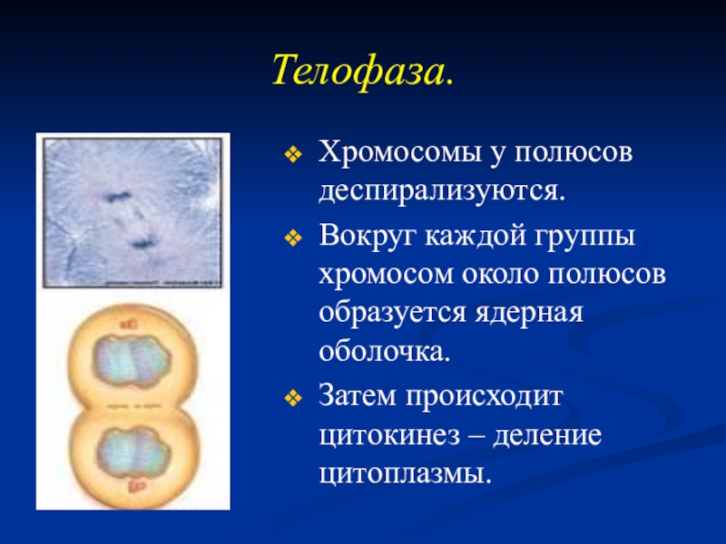 Затем происходит. Телофаза хромосомы. Телофаза митоза хромосомы. Телофаза хромосомы деспирализуются. Хромосомы деспирализуются в фазе митоза.