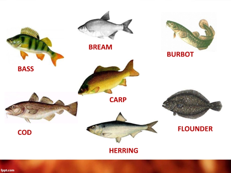 Рыбы на английском. Картинка рыба на английском. Bream уровни.