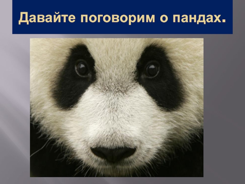 давай панда. большая панда (ailuropoda melanoleuca). панда обыкновенная. милые панды. зоопарк мадрид панды.