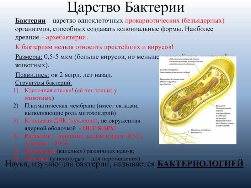 Прокариоты теория. Характеристика царства бактерий 5 класс биология. Царство бактерии классификация. Особенности царства бактерий. Бактерии конспект.