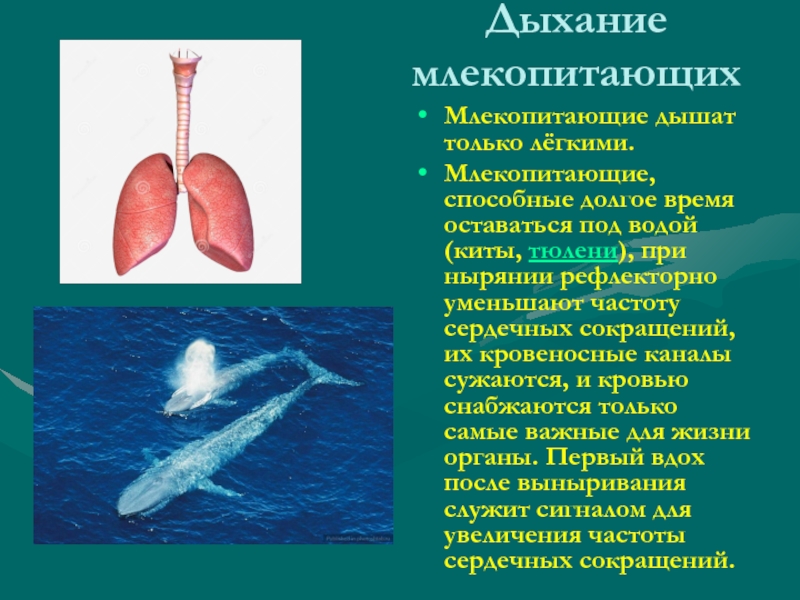 Проект по биологии 4 класс