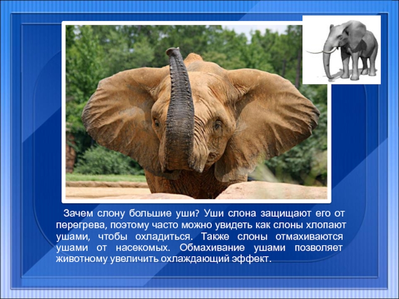 Зачем слону большие уши? Уши слона защищают его от перегрева, поэтому часто можно увидеть как