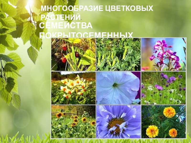 Многообразие цветковых. Цветковых растений. Многообразие цветковых растений. Многообразие покрытосеменных. Разнообразие цветковых.