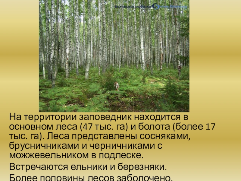 Основные леса. Заповедники на территории смешанных лесов. Ярусы Дарвинского заповедника. Захлёст за основную лесу. Природное сообщество сосняк Черничкин таблица.