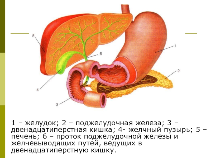 Где находится двенадцатиперстная кишка у человека на рисунке