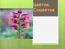 Презентация по биологии на тему Цветы, соцветия