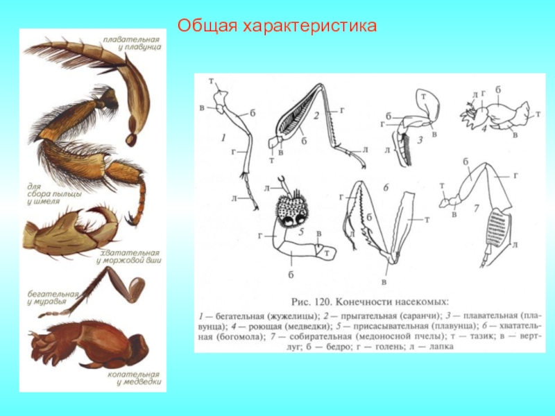 Лапки насекомых картинки